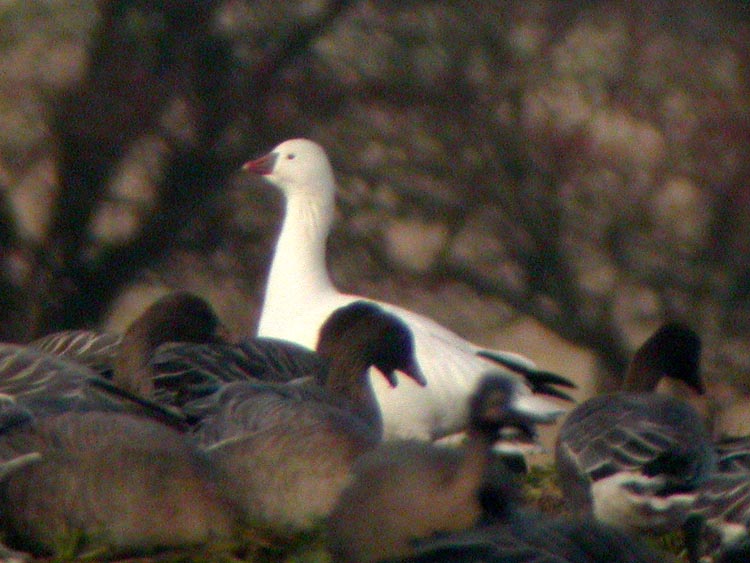 Ross's Goose